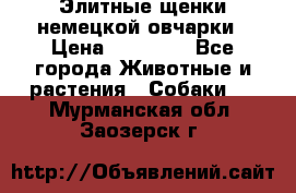 Элитные щенки немецкой овчарки › Цена ­ 30 000 - Все города Животные и растения » Собаки   . Мурманская обл.,Заозерск г.